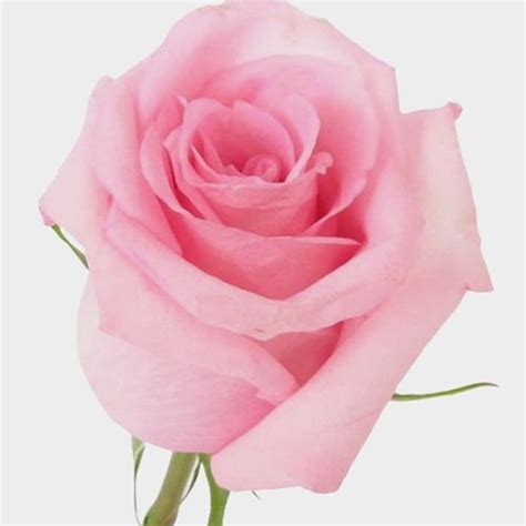 Rose Jessica Pink 50cm Wholesale Blooms By The Box