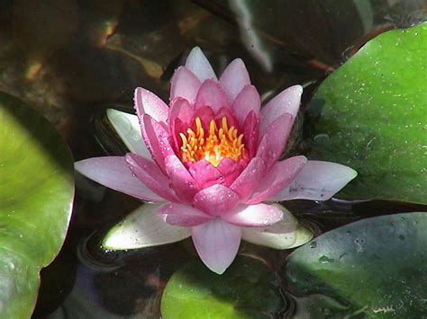 Wallpaper Water Lily Wallpapers