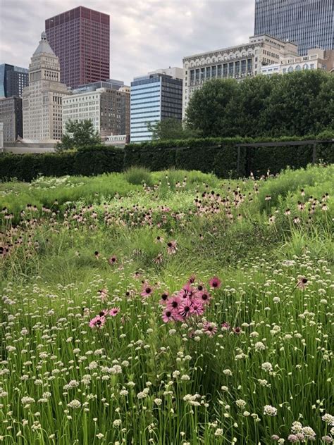 July Stars Of The Lurie Garden 2018 Gardeninacity Garden Plants