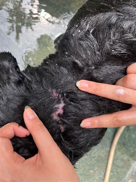 White Crusty Scabs And Red Spots Golden Retriever Dog Forums