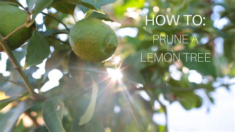 How To Prune A Lemon Tree Youtube