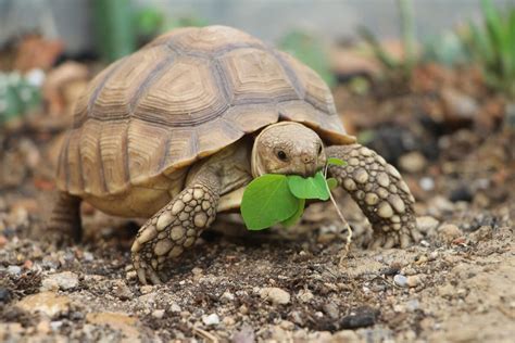 ¿cuántos Años Vive Una Tortuga Doméstica Mis Animales