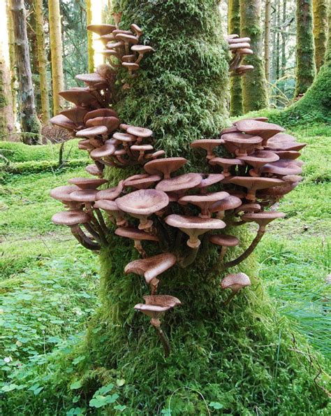 Mushroom Fungi Mushroom Art Brown Mushroom Mushroom Hunting Wild