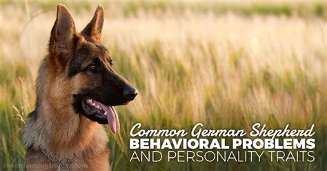 Common German Shepherd Behavioral Problems And Personality Traits