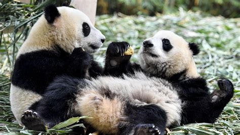 Giant Panda Twins Qin Qin And Ai Ai Ate Specially Made Cookies At