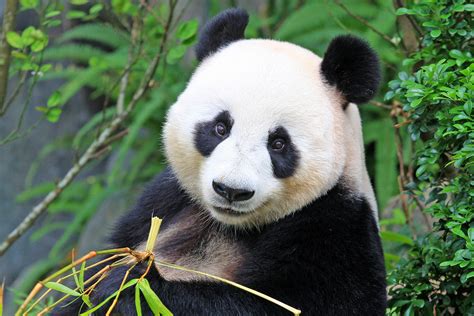 Panda Bears Black And White Fur Is Used For Both Communication And