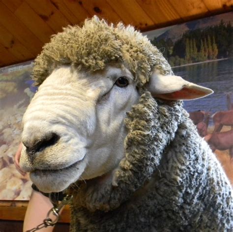 Nancy And Chuck Retirement In Ecuador New Zealand Sheep Sheep Sheep