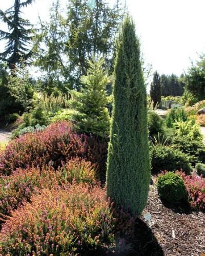Compressa Singing Tree Gardens Nursery Dwarf Conifers Types Of