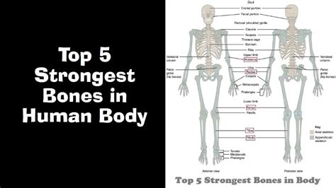Human Body Bone Parts
