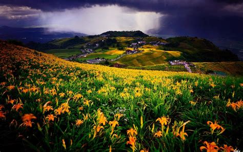 Meadow Flowers Field Yellow Lilies Village Houses Clouds Wallpaper