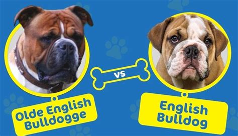 List Of 20 Olde English Vs English Bulldog