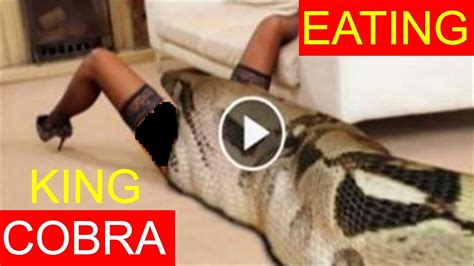 King Cobra Eating Man Amazing Video By Rs Creations Youtube