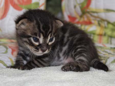 She is playful and loves attention and a cuddle. charcoal bengal kitten | Bengal kitten, Bengal cat, Bengal ...