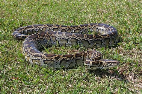 Burmese Python Snake Ground Grass Coiled Wildlife Everglades