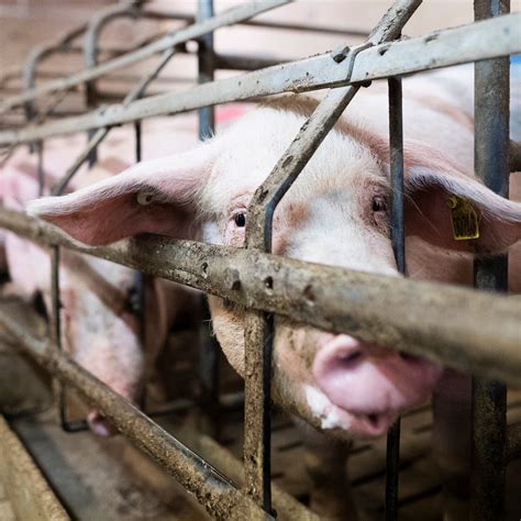 VidÉo Yonne L214 Publie De Nouvelles Images Choc Dans Un élevage De Porcs