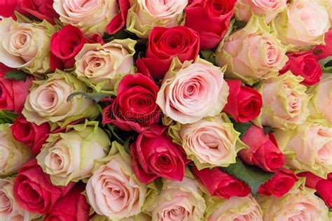 Red And Pink Roses Background Stock Image Image Of Beautiful Plant