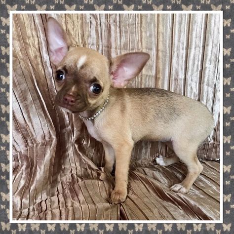 Ready Now Kc Reg Chocolate And Champagne Chihuahua Girl Puppy In