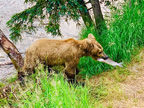 Coastal Brown Bears - Brooks Falls - ALASKA - For the Love of Bears and ...