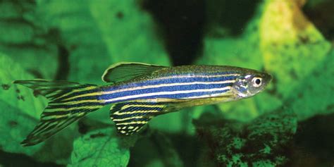 Zebra Danio Care Guide Diet Breeding Tankmates And More