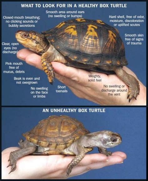 What You Should Know About Eastern Box Turtles Box Turtle Turtle