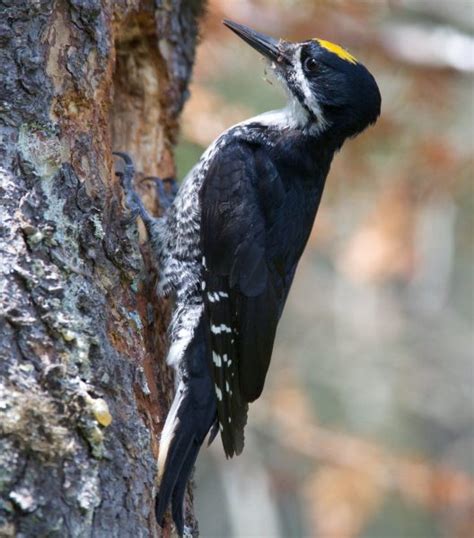 Everything You Need To Know About Woodpeckers In Pennsylvania