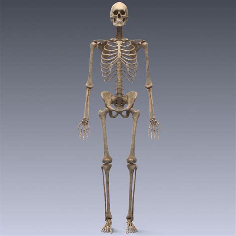 3d Model Human Skeleton Rigged Vr Ar Low Poly Rigged Animated Max