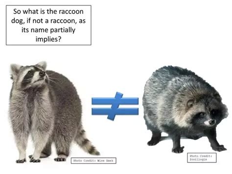 What Dogs Will Kill Raccoons