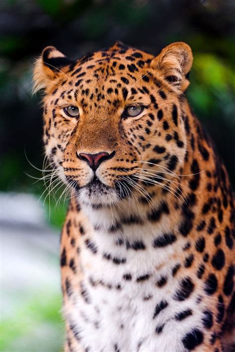 Calm And Beautiful Amur Leopard Another Portrait Of One Of Flickr