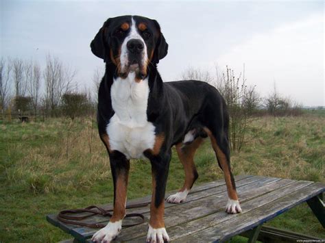 Greater Swiss Mountain Dog Breed Guide Learn About The Greater Swiss
