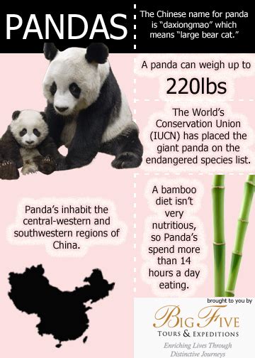 Big Five The Giant Panda Of China Big Five