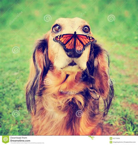 Cute Dachshund At A Local Public Park With A Butterfly On