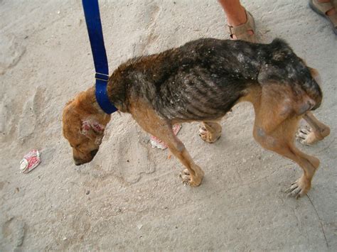 Sevemur Blog Leishmaniosis Canina