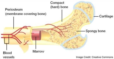 The bone cells located in the trabecular. anatomy tissue chapter at Neumann College - StudyBlue
