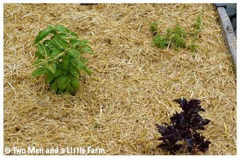 Two Men And A Little Farm Straw Mulch For Raised Beds