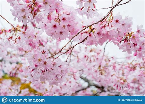 Ncs release mobile legend music savage mix bokeh japan blue romance movie meguritv, 14/01/2019. Beautiful Full Bloom Cherry Blossom In The Early Spring Season. Pink Sakura Japanese Flower ...