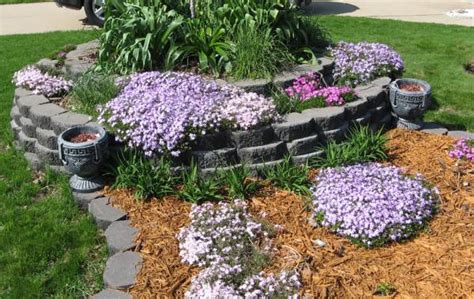 Carpet Phlox A Great Groundcover Backyard Gardening Blog Backyard