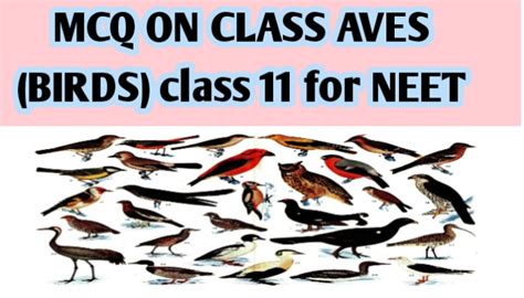 Mcq On Class Aves Birds Class 11 For Neet Biologysir