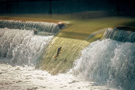 The Salmon Run Is Back In Toronto And Heres How To See The Action