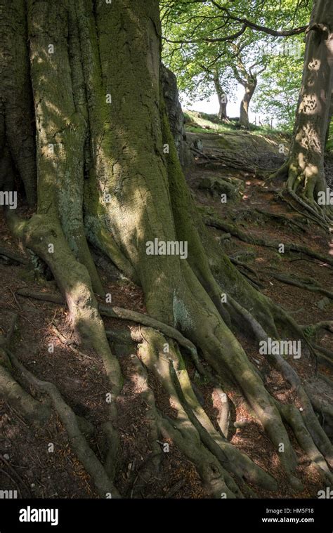 Close Up Of Roots Belonging To A Mature Beech Tree At Alderley Edge