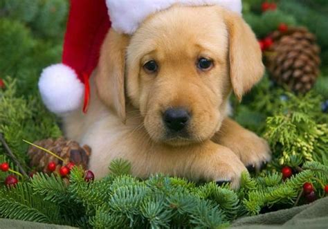 Golden Lab Santa Christmas Puppies Pictures Christmas Puppy