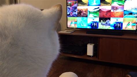 Enabling them helps preserve pixel quality on your display. Shiba not happy with Apple TV screensaver - YouTube