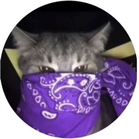 round icon pfp cute cool grey cat purple bandana aesthetic y2k profile picture y2k profile