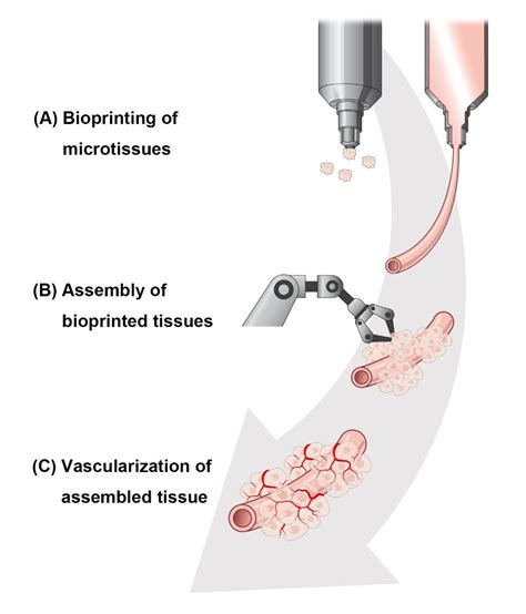 Rusé Solitude Bête 3d Bioprinting Of Tissues And Organs Effacement