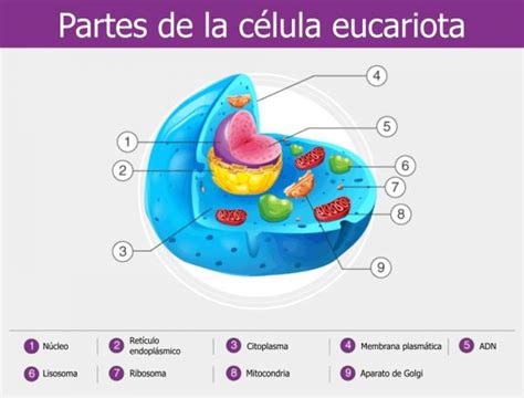 Célula Eucariota Qué Es Concepto Y Definición