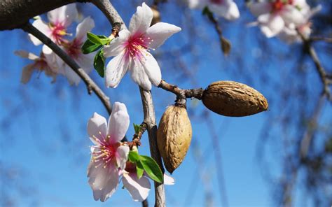 Almendro Todo Sobre Este Rbol Y Su Exquisito Fruto