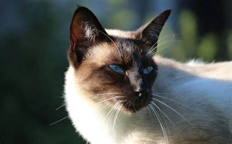 Discovering The Siamese Cat Breed Profile And Personalities