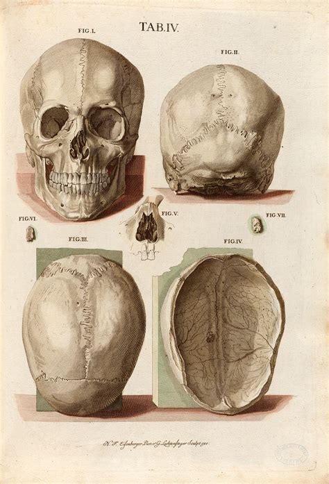 Plate 4 From Christoph Jacob Trews Tabulae Osteologicae Human