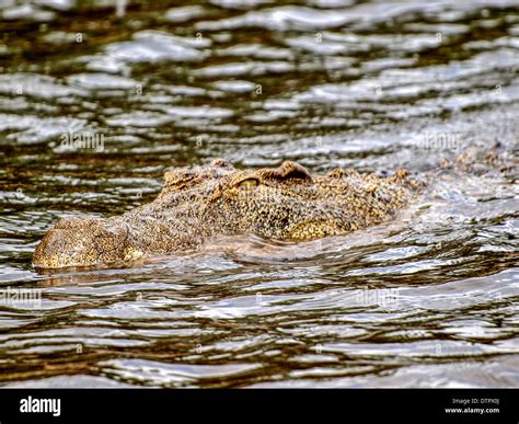 Crocodile Head Above Water Stock Photo Alamy