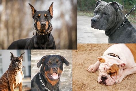 Dog Breeds What Does Your Choice Of Breed Say About You