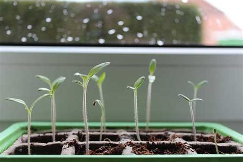 When seeds are planted, they first grow roots. How Long Does It Take for Seeds to Sprout? - Grow Gardener ...